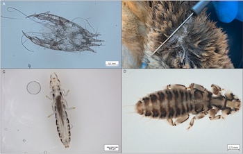Composición de cuatro paneles con tres tomas microscópicas de parásitos y una fotografía de plumas examinadas con un punzón metálico