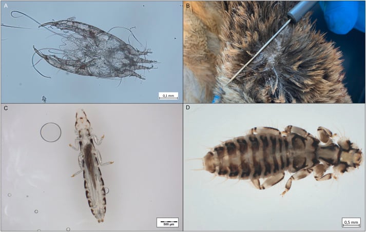 La concentración de grandes bandadas de gansos en zonas de cultivo plantea riesgos económicos y posibles conflictos con la agricultura (Gentileza, estudio: Investigaciones dietéticas y parasitológicas plurianuales de gansos egipcios invasores ( Alopochen aegyptiaca ) en el centro de Alemania, publicado en International Journal for Parasitology: Parasites and Wildlife)