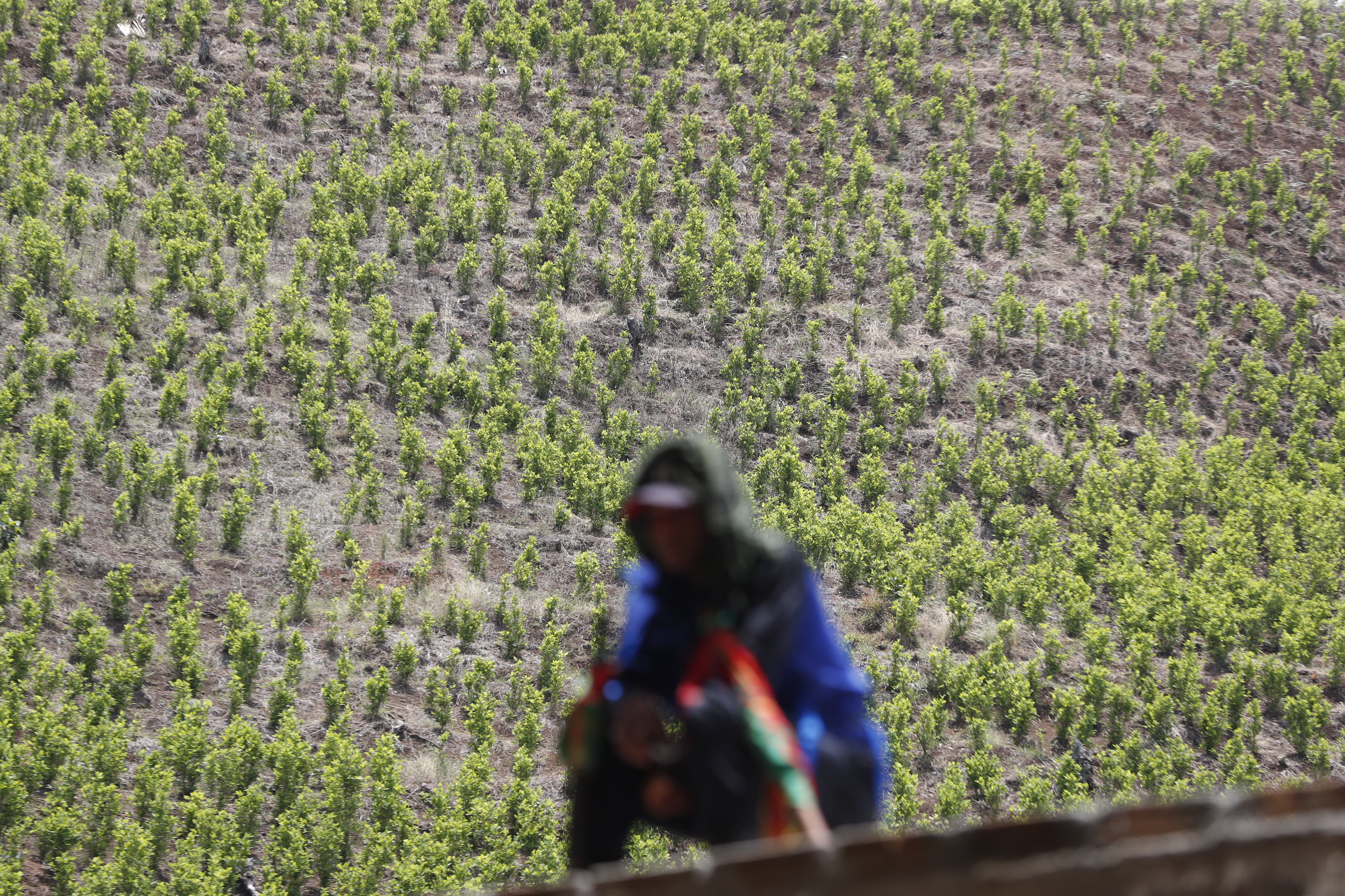 Colombia coordina acciones con organismos multilaterales para equilibrar el control de estupefacientes y la protección de la salud pública global - crédito Ernesto Guzmán/EFE