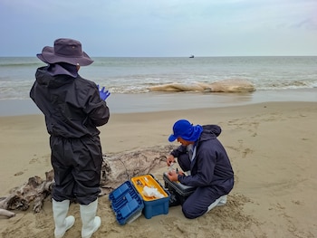 Dos especialistas en una playa arenosa junto a una ballena jorobada varada. Uno de pie, el otro arrodillado con equipo de muestreo. Cielo nublado
