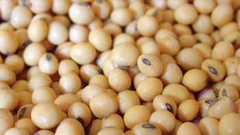 Concluyó la cosecha de soja,