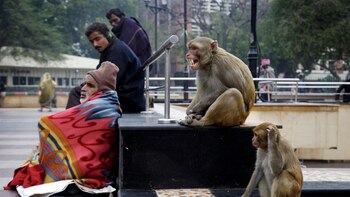 Las preparaciones de la India para el G20 también deben considerar a los monos