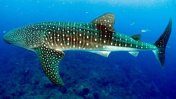 Dónde nacen y crecen los tiburones ballena, el mayor misterio que la ciencia no logra resolver