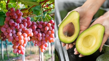 Agroexportaciones peruanas alcanzan cifra récord y se preparan para superar a Chile en 2025. (Foto composición: Infobae Perú/Agencia Andina)