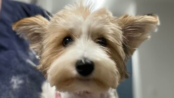 (Facebook Vintage Pet Rescue)