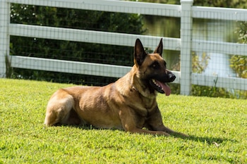 El oficial McNiff trabajó junto a él y completaron 16 semanas de entrenamiento