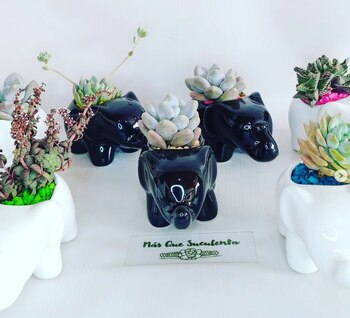 Unas 800 suculentas le había