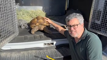 La tortuga está buscando un