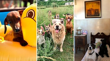 “Cuando los perros ya saben