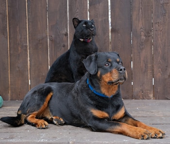 La pantera se adaptó muy