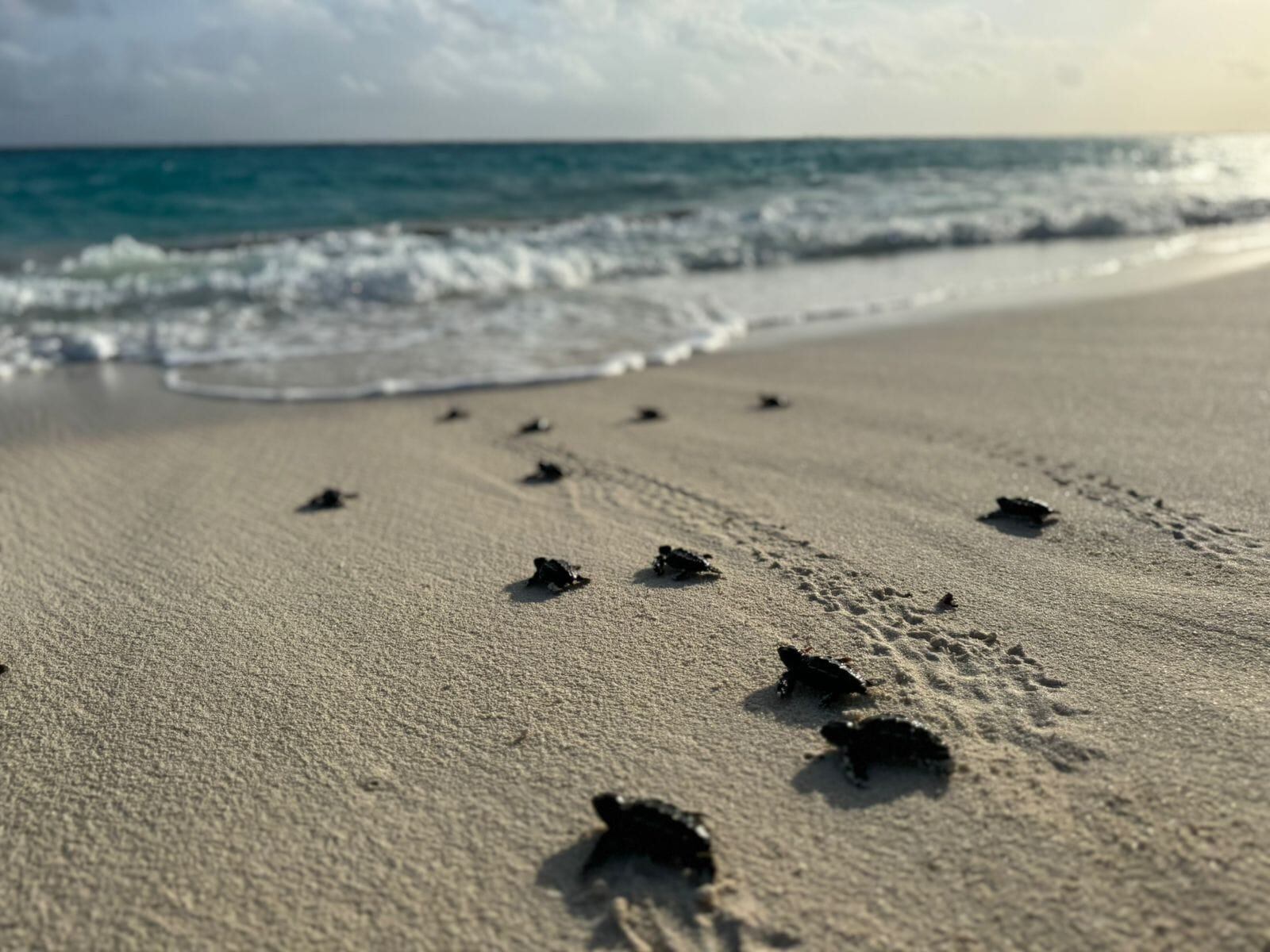 El proyecto Santuario Azul de las Tortugas de Mar convierte a los cayos del archipiélago en un refugio clave para especies en peligro de extinción - crédito prensa Armada de Colombia