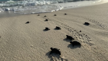 Más de 440,000 tortugas en peligro regresan al mar en las costas de Nicaragua