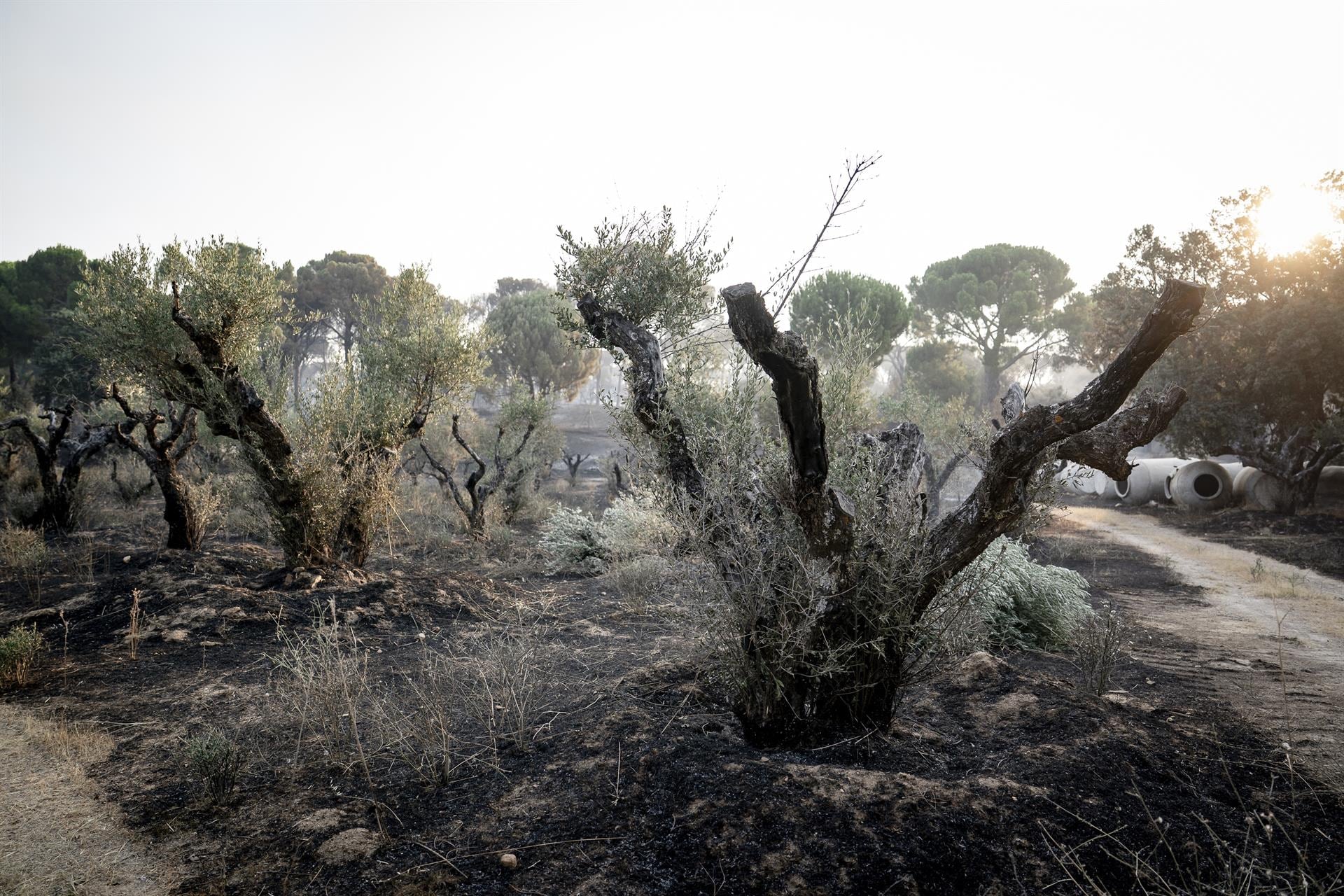 El Gobierno prevé más evacuaciones por los incendios de Madrid, Ávila y Toledo
