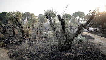 El Gobierno prevé más evacuaciones por los incendios de Madrid, Ávila y Toledo