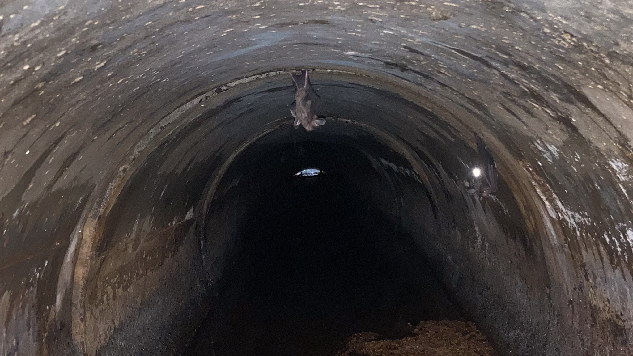 La experiencia y el aprendizaje influyen en la capacidad de los murciélagos adultos para seleccionar presas de mayor tamaño.