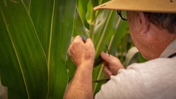 Bayer presentará la línea de