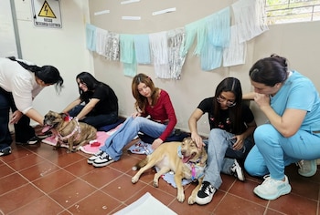 La prueba inicial incluyó sesiones de convivencia orientadas a despejar la mente y sostener la concentración durante los exámenes, como parte de un esquema que integra salud animal y apoyo psicoemocional (Foto cortesía Facultad de Ciencias Agronómicas)