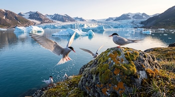 Cuatro charranes árticos de plumaje blanco y caperuza negra sobre rocas con musgo frente a un fiordo con icebergs y montañas nevadas.