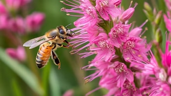 Las abejas melíferas silvestres entran por primera vez en la Lista Roja de la Unión Europea