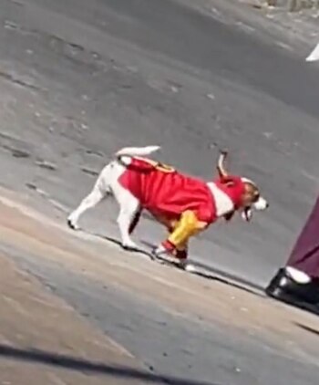 Un perro con traje del