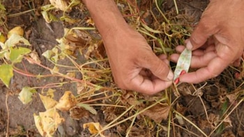 Agricultores de Nicaragua reportan “siembras fallidas” ante la sequía y temen que la postrera quede comprometida