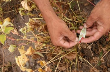 La falta de lluvias ya provocó pérdidas de maíz y frijol en Nicaragua y amenaza el próximo ciclo agrícola en el corredor seco./ (La Prensa)
