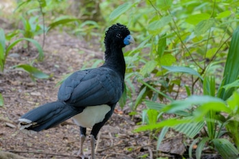 Cuarenta y cuatro especies silvestres, incluidas 36 especies de ranas, se encuentran al borde de la extinción debido a la violencia y la degradación ambiental - crédito Sociedad Ornitológica de Córdoba