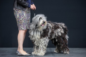 La característica principal del bergamasco
