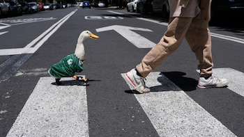 Le roban sus zapatitos al Pato Merlín: esto es lo que usa ahora para no lastimarse las patas