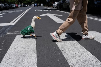 El pato Merlin, con la casaca de la selección de México, sigue a Cristian Gómez al cruzar la calle en la Ciudad de México, el lunes 15 de junio de 2026. (AP Foto/Marco Ugarte)