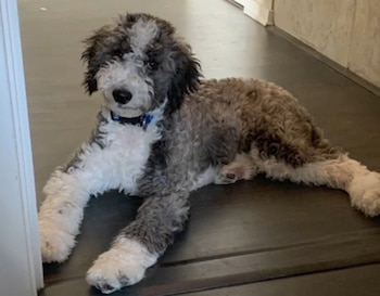 El perro de la familia