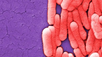 Salmonella