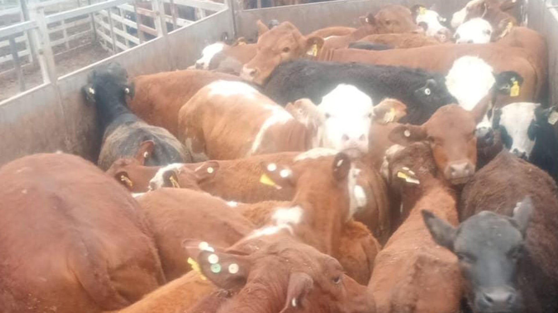 Parte de las 135 cabezas de ganado recuperadas en Córdoba