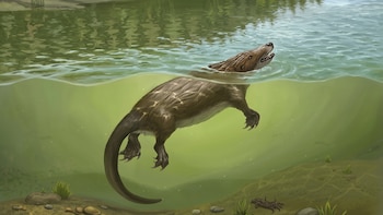 El pequeño “superdepredador” jurásico que revela una clave del origen de la lactancia en los mamíferos