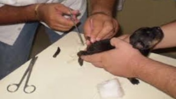 La Ley Colombiana aprueba los