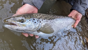 Cantabria cierra la temporada del salmón con solo 3 capturas, el peor dato desde que hay registros: otra señal del declive de la especie
