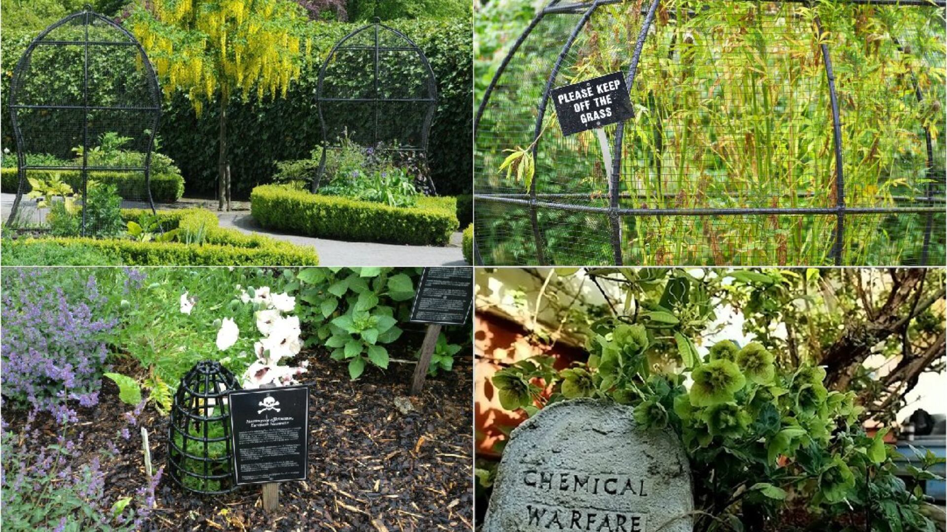 'Poison Garden' es un jardín con más de 100 especies de plantas tóxicas, intoxicantes y narcóticas - crédito @Curiotweet1/X