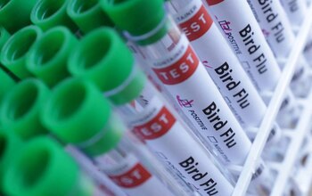 Brasil también debió cerrar exportaciones