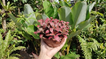 Una mano sostiene una maceta marrón con una planta de fitonia de hojas rosadas y rojas sobre un fondo de plantas verdes.