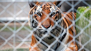 Escapó un tigre de la