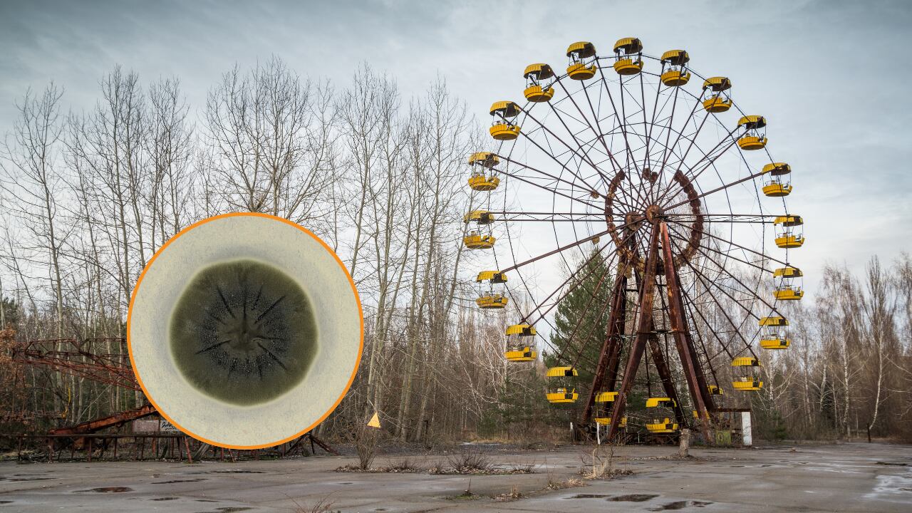 El hongo de Chernóbil que podría haber desarrollado la capacidad de aprovechar la radiación como mecanismo de energía