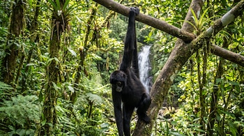Un mono de pelaje negro cuelga de la rama de un árbol rodeado de abundante vegetación verde y una cascada al fondo.