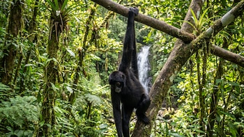 8 puentes colgantes y 15 meses sin atropellos: así es el programa amazónico que protege a los primates de Brasil