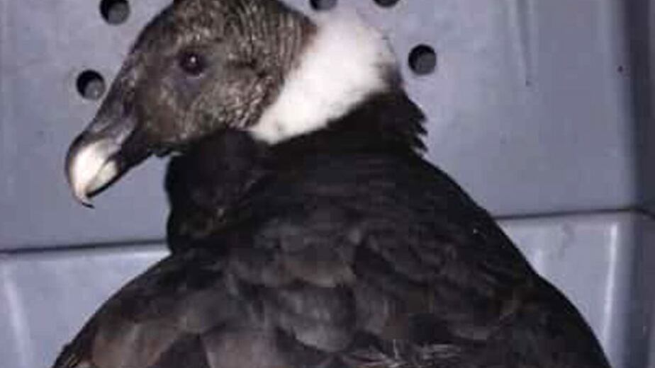 Bomberos voluntarios de Salsacate rescataron al ave y notificaron a la Policía Ambiental que intervino en el caso