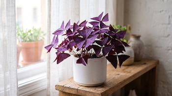 Planta de hojas moradas triangulares en maceta blanca colocada sobre una repisa de madera junto a una ventana.