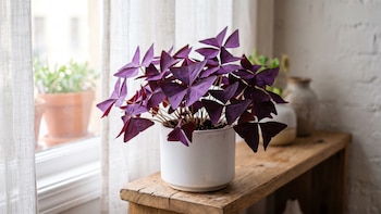 Oxalis triangularis: la planta de hojas moradas ideal para dar color a espacios pequeños