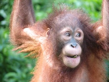 La investigación puso en duda el dilema obstétrico como un rasgo exclusivo de los humanos dentro de la evolución de los primates./Archivo Marina Davila-Ross/University of Warwick
