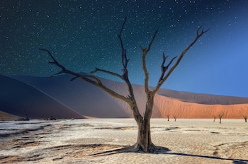 Un árbol seco sin hojas sobre una superficie plana y agrietada, con dunas de arena al fondo bajo un cielo azul oscuro repleto de estrellas