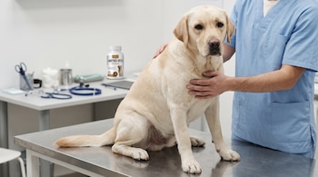 Un perro Labrador de pelaje claro permanece sentado en una mesa metálica de examen mientras una persona con ambo azul lo toca.