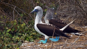 Dos aves con patas de color azul brillante, plumaje marrón en el lomo y pecho blanco, rodeadas de ramas secas y hojas